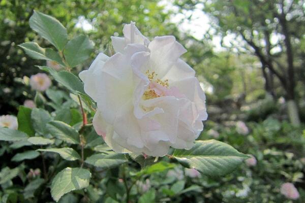 粉色薔薇花的花語，以及薔薇花花語大全