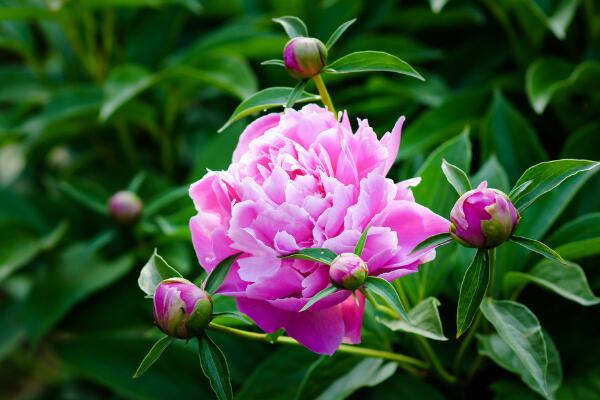 芍藥花期，芍藥花的開花時(shí)間是5-6月