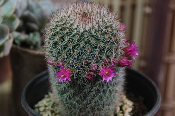 仙人掌常見的開花品種，最受歡迎的品種是緋花玉