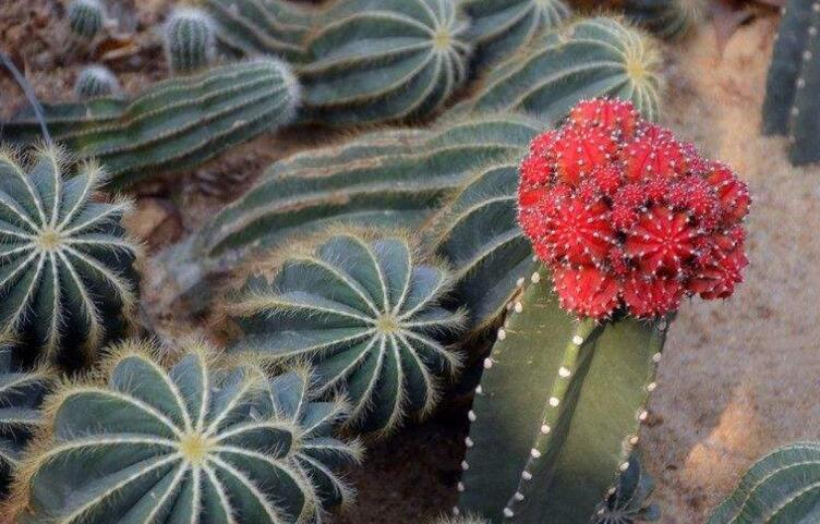 仙人掌花開(kāi)多久，品種不同花期不同（稀有品種不開(kāi)花）