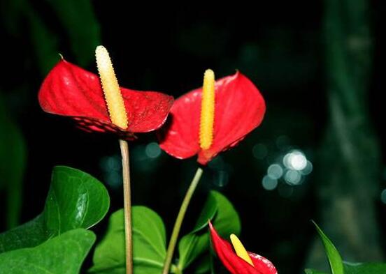 家里養(yǎng)紅掌好不好，好/具有凈化空氣、陶冶情操