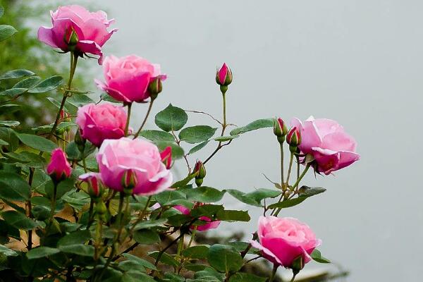 月季花剛種能淋雨嗎，淋雨有助于月季生長(做好排水措施)