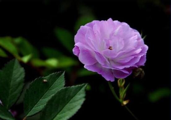 薔薇花的修剪方法，教你兩種最有效修剪技巧(花芽與花期)