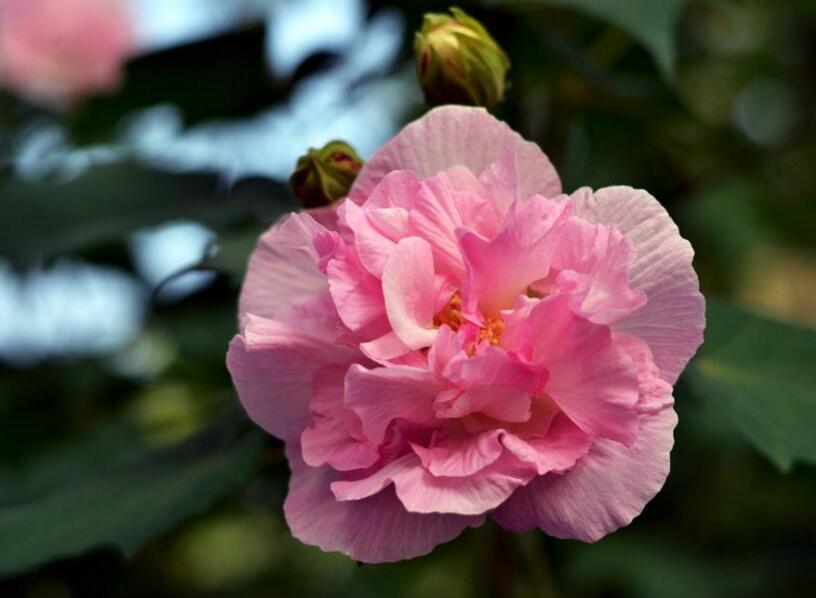 盆栽芙蓉花的養殖方法，養護得當可以花開滿園