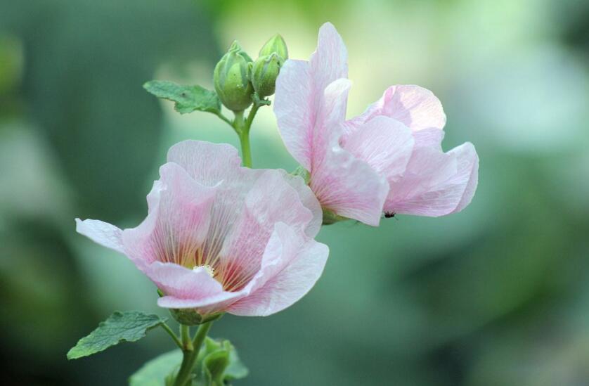 盆栽芙蓉花的養殖方法，養護得當可以花開滿園