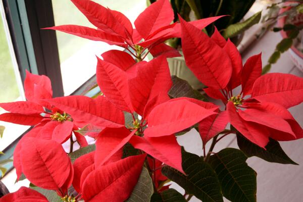 家里養一品紅有啥好處，改善空氣、供觀賞用