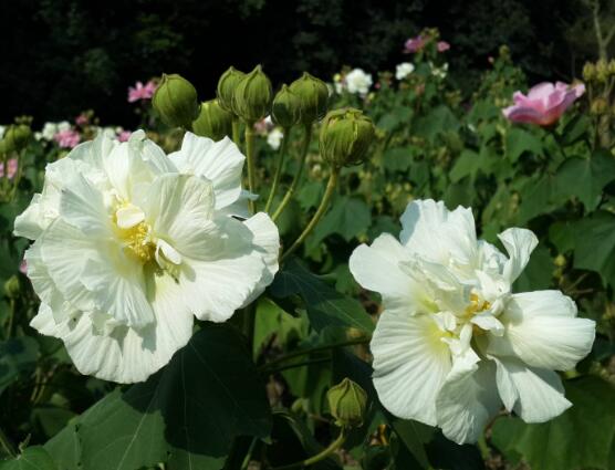 芙蓉花葉子黃了怎么辦，教你三種容易導致葉黃解決方法