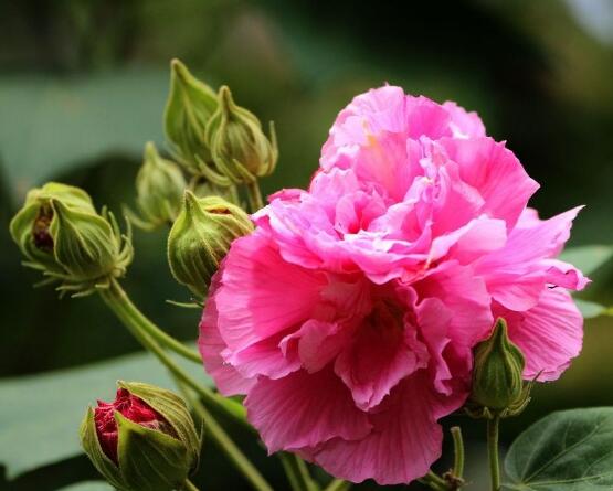 芙蓉花葉子黃了怎么辦，教你三種容易導致葉黃解決方法