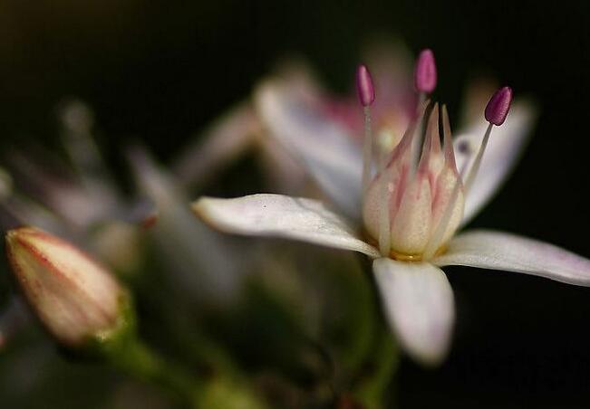 玉樹花和燕子掌的區(qū)別，葉片上的3處不同