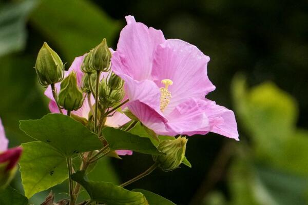 芙蓉花象征什么，富貴榮華(諧音)