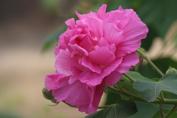 芙蓉花象征什么，富貴榮華(諧音)