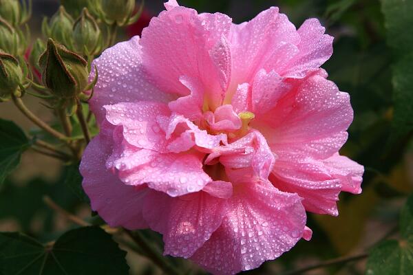 芙蓉花象征什么，富貴榮華(諧音)