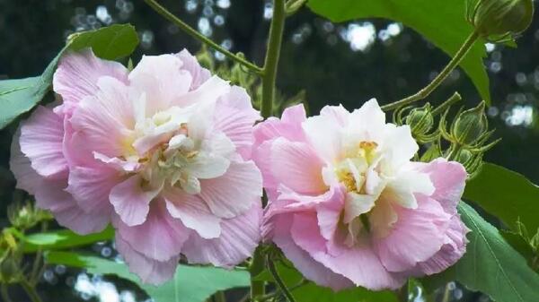 木芙蓉花有蕾不開花怎么回事，影響植株開花的5大因素