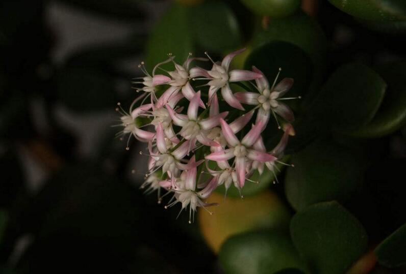 燕子掌植物怎么養，適宜的土壤和水份最關鍵