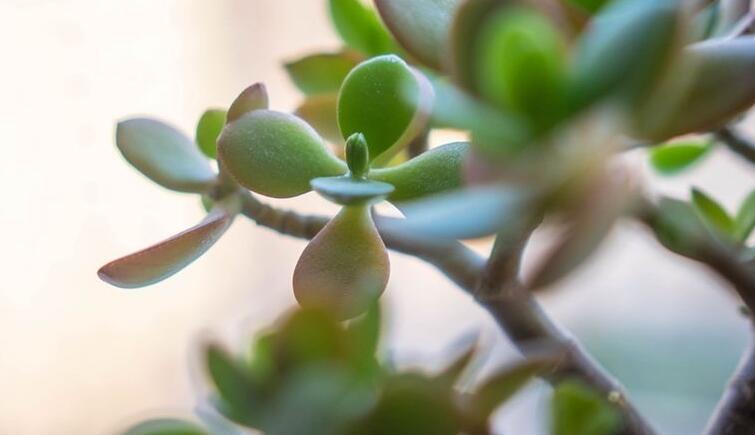 燕子掌植物怎么養，適宜的土壤和水份最關鍵