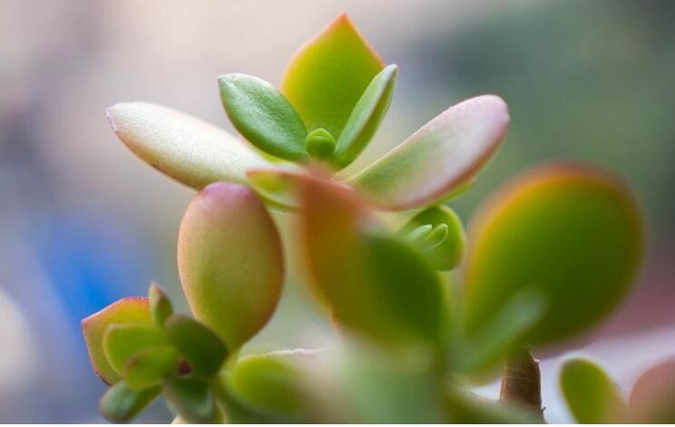 燕子掌植物怎么養，適宜的土壤和水份最關鍵