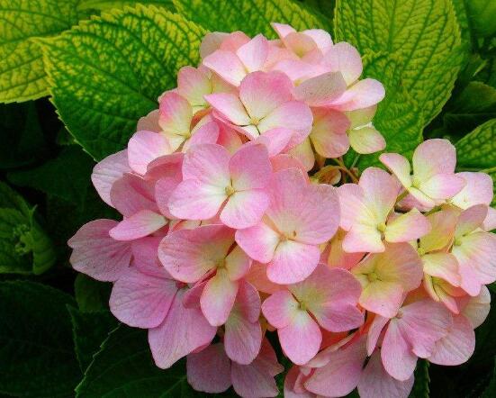 繡球花開花后如何修剪，花后一年修剪兩次(春秋季節)