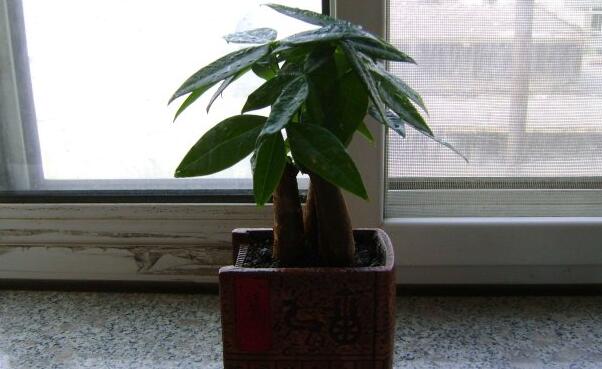 怎么種植發(fā)財(cái)樹，發(fā)財(cái)樹種植全部過(guò)程