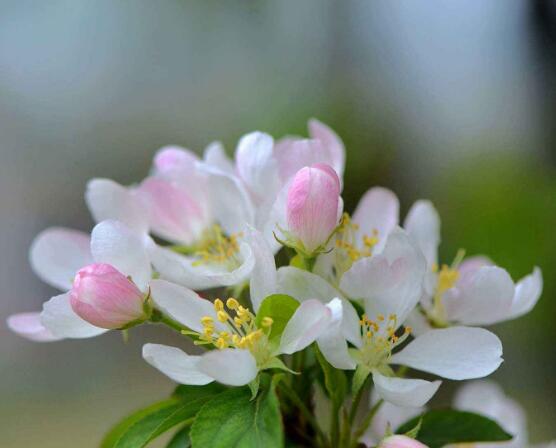 海棠花開花時間，每年4-5月含苞綻放(春季)