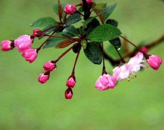 海棠花開花時間，每年4-5月含苞綻放(春季)