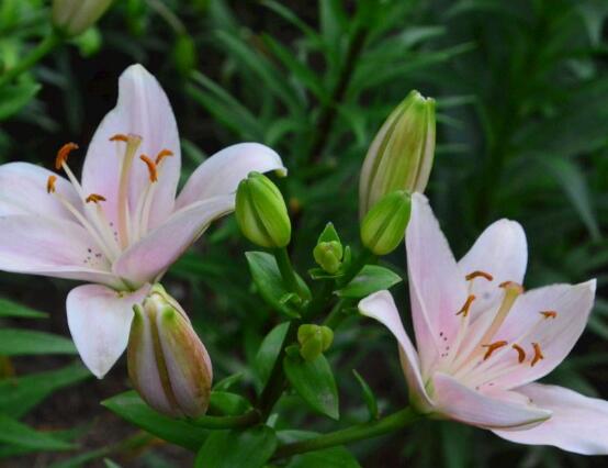 百合花種子怎么繁殖，播種繁殖存活率最高(養(yǎng)殖三年開(kāi)花)