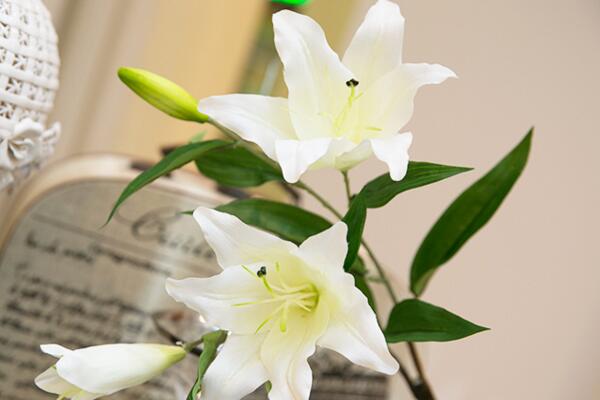 香水百合的花期，每年的夏季開花（花期在2個月左右）