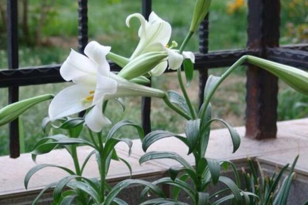 香水百合的花期，每年的夏季開花（花期在2個月左右）