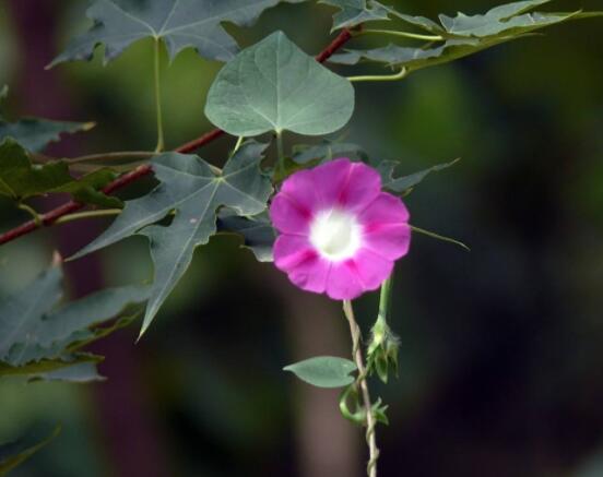 牽?；ㄊ裁醇竟濋_花，每年的夏秋開花(6-10月)