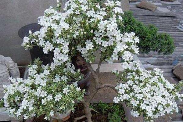 六月雪開花時(shí)間，每年的5-7月開花（6月開的最旺）