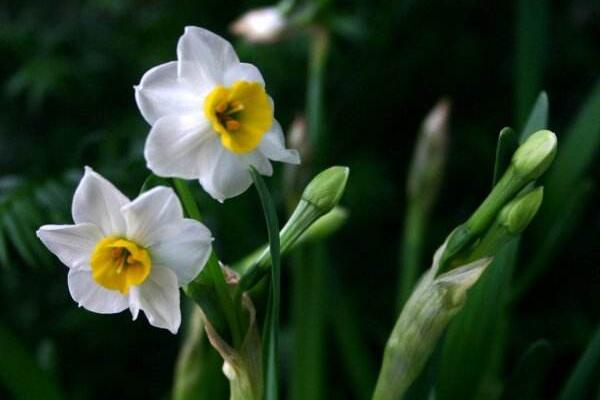 水仙花怎么會(huì)養(yǎng)好，養(yǎng)好水仙花只需要5步