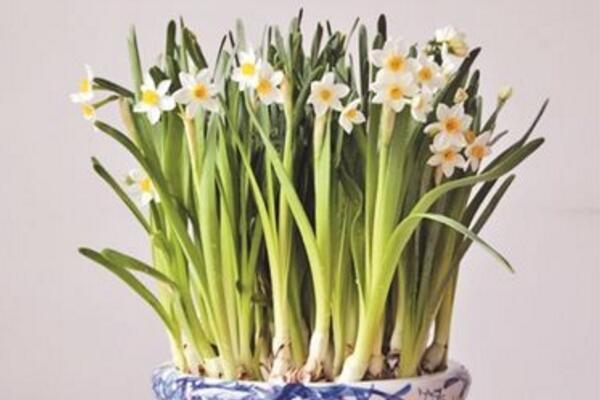 水仙花怎么會(huì)養(yǎng)好，養(yǎng)好水仙花只需要5步