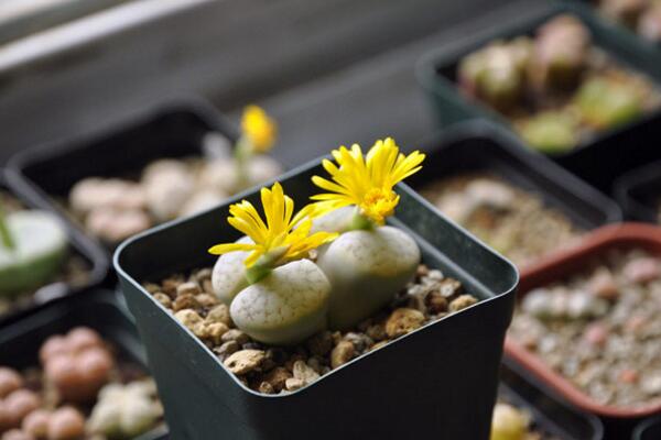 生石花什么時候開花，夏秋兩季開花（花期比較短暫）