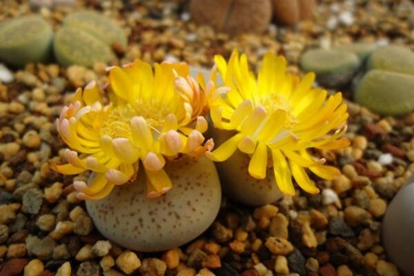 生石花什么時候開花，夏秋兩季開花（花期比較短暫）