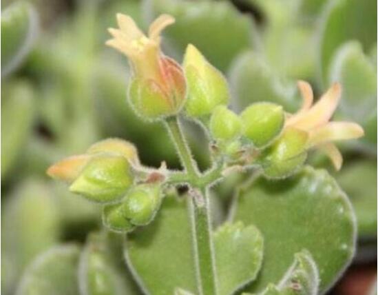 熊童子多久開花，每年7-9月間含苞盛放(夏末秋初)