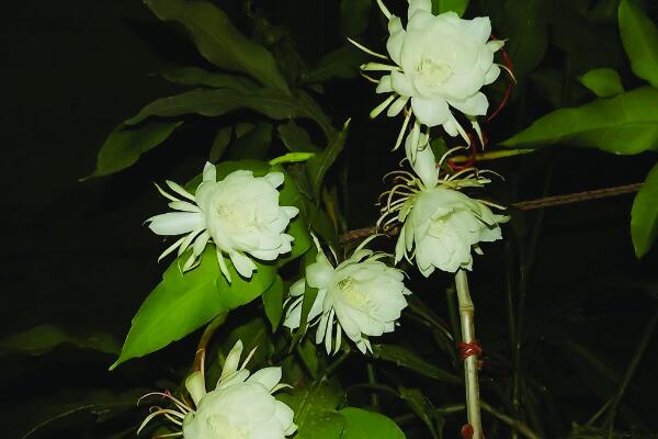 曇花花后如何處理，及時進行修剪并補充養分