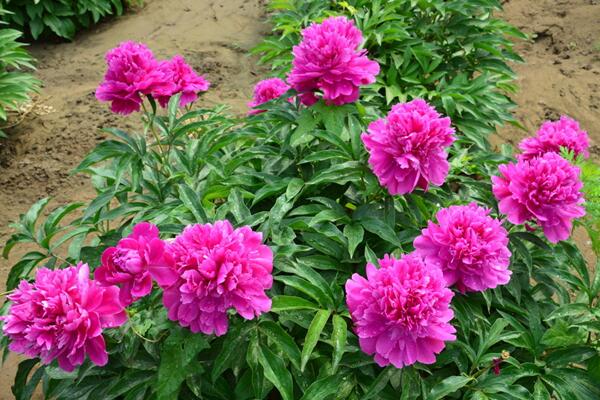 冬天芍藥花養護方法，芍藥花冬季養殖6大要點