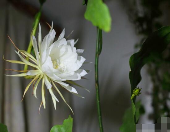 曇花的種植方法，教你最簡(jiǎn)單五個(gè)步驟(存活率高)