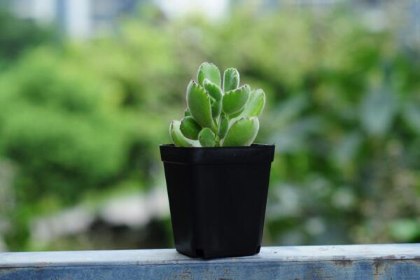 熊童子夏季種的怎么服盆，5步可讓植株迅速服盆