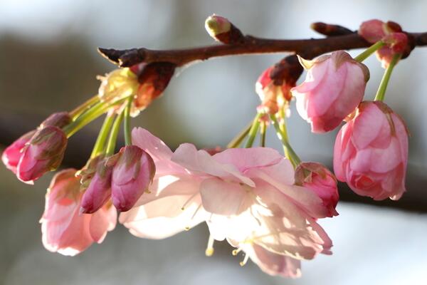 櫻花不開(kāi)花的原因有哪些，4種原因?qū)е聶鸦ú婚_(kāi)