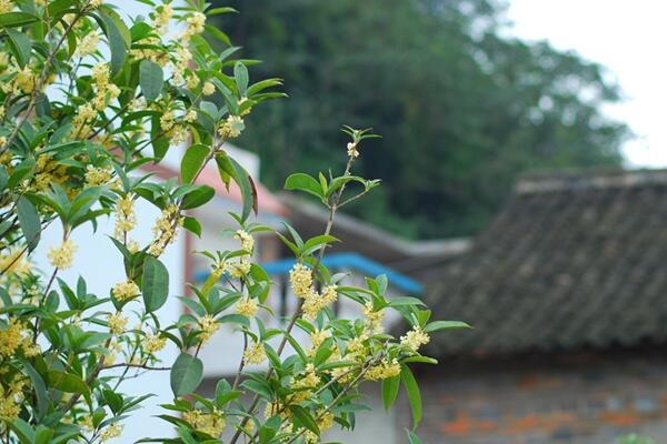 桂花樹什么時候開花，四季桂一年四季都能開花