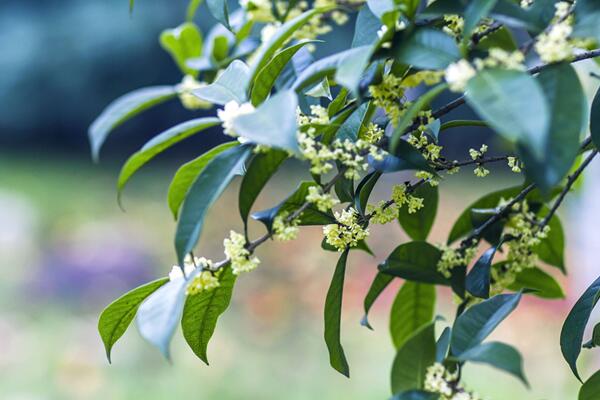 桂花樹什么時候開花，四季桂一年四季都能開花