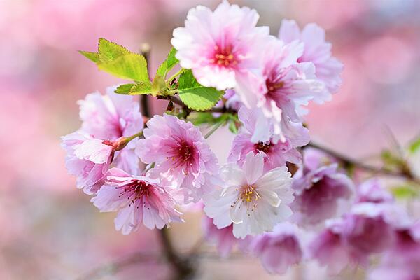 櫻花開花后怎么養護，及時修剪并補充養分