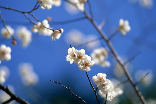 櫻花開花后怎么養護，及時修剪并補充養分