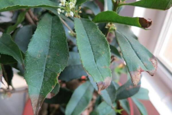 桂花葉子掉光還能活嗎，只要植株沒死就能夠救活