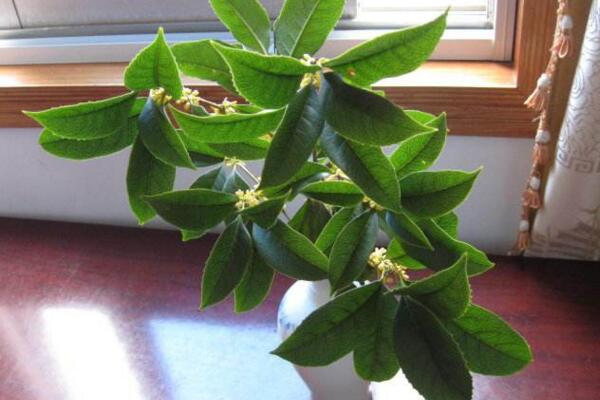 桂花葉子掉光還能活嗎，只要植株沒死就能夠救活