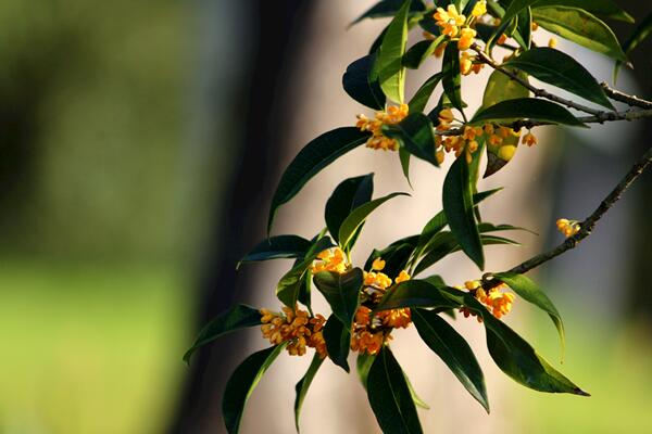 桂花樹種植方法，5步即可完成桂花的種植