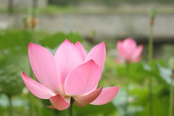 荷花怎么養(yǎng)殖，想養(yǎng)好荷花必須要做好以下5點