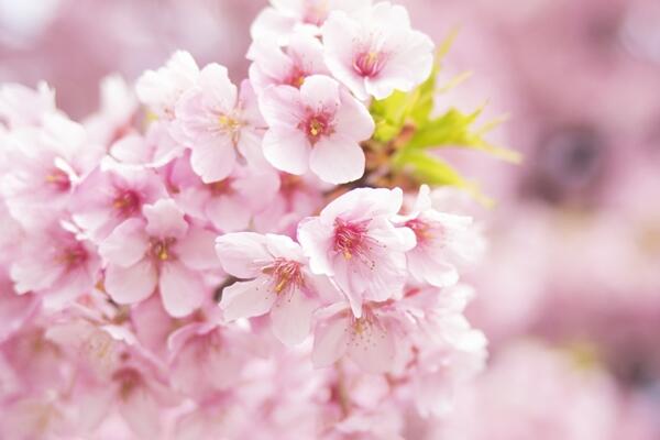 櫻花什么時候開花，每年的4月開花（花期15天左右）