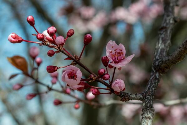 櫻花什么時候開花，每年的4月開花（花期15天左右）