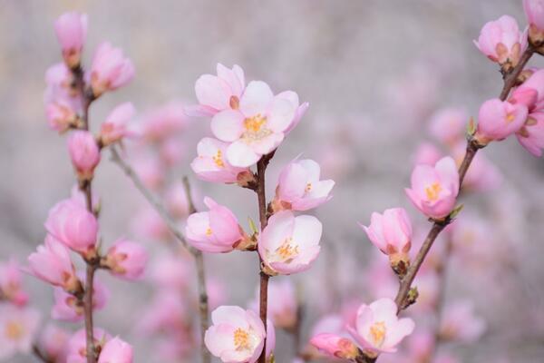 櫻花什么時候開花，每年的4月開花（花期15天左右）